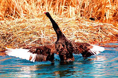 《真三国无双：起源》媒体评分解禁 IGN 9分